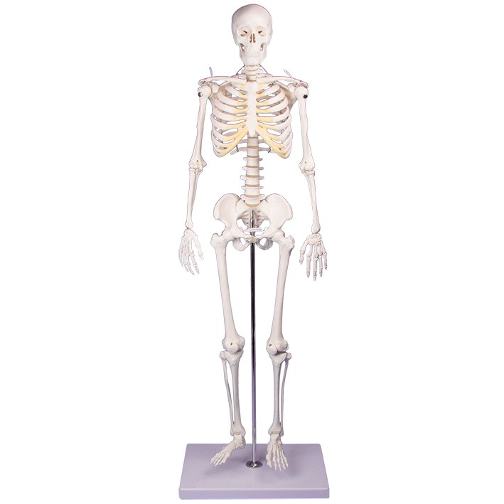 Miniatur-Skelett ''Tom''