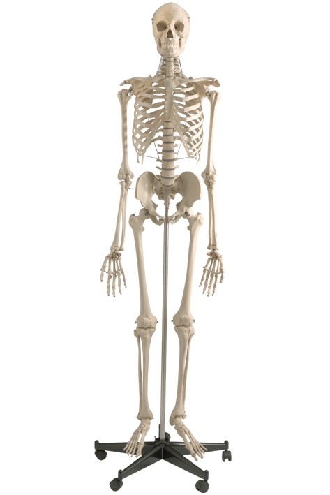 Homo-Skelett auf
