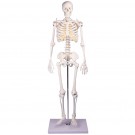 Miniatur-Skelett ''Tom''
