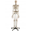 Homo-Skelett auf